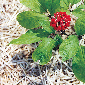 The Panax Ginseng Plant